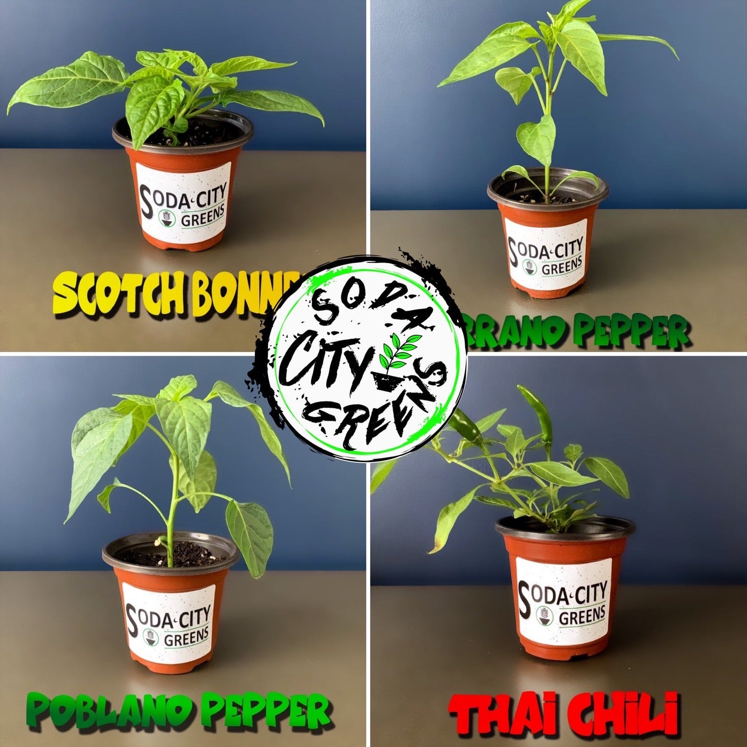Pepper Plants