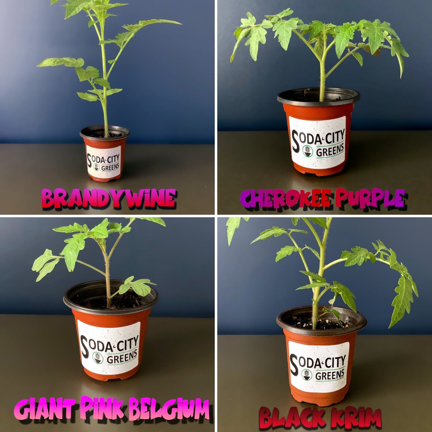 Live Plants