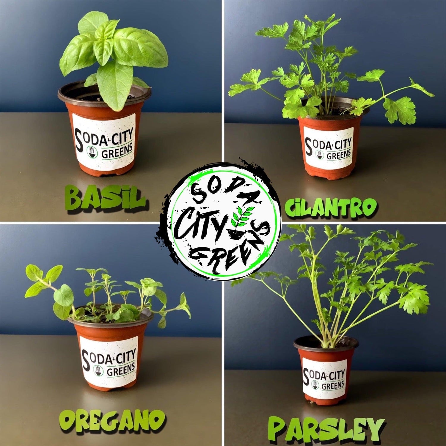 Herb Plants