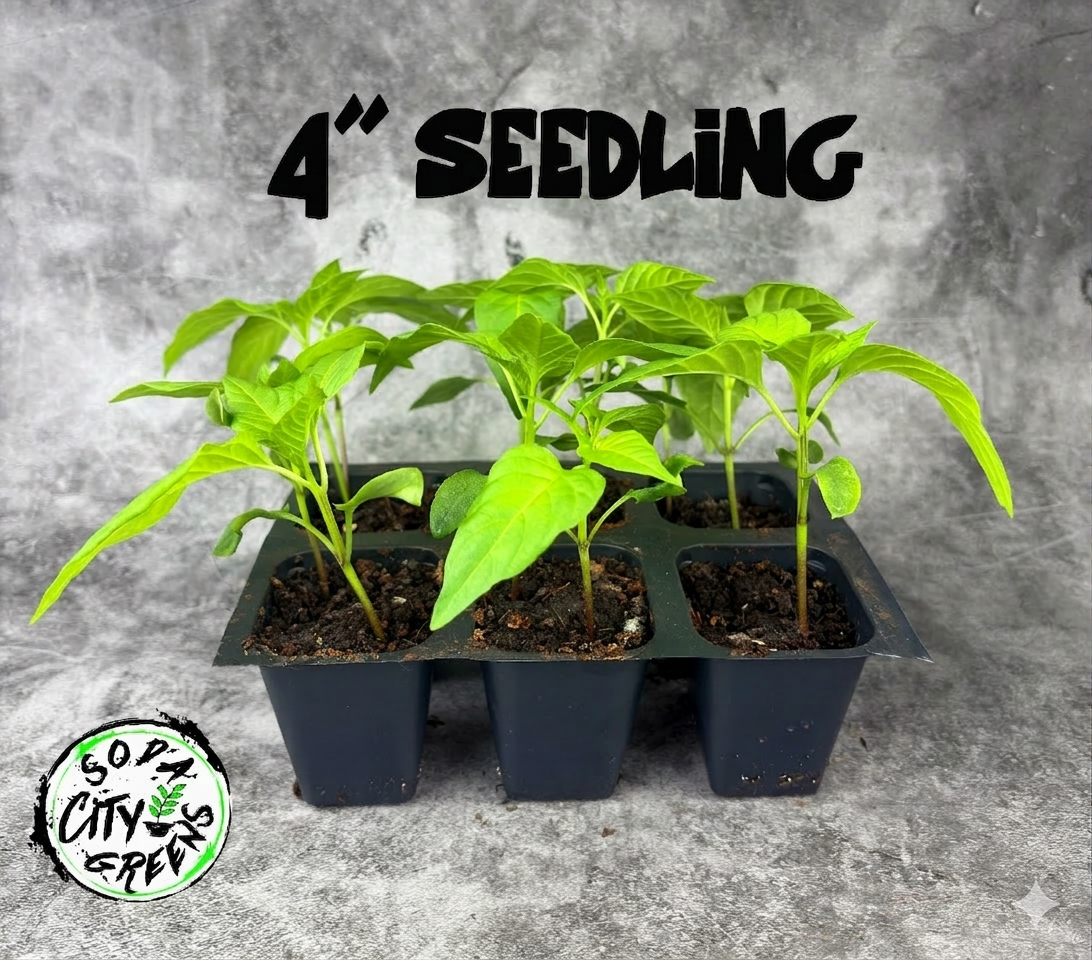Golden Haze Horizon Pepper Live Plants