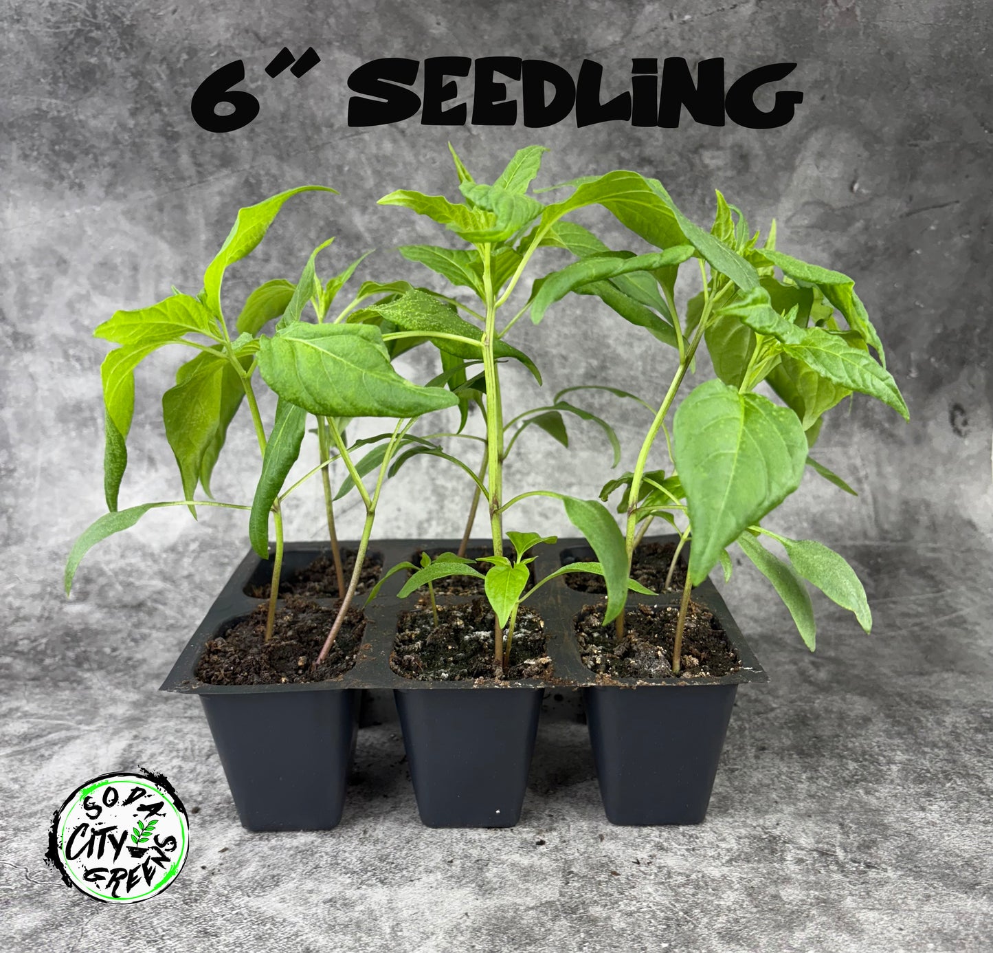 Golden Haze Horizon Pepper Live Plants