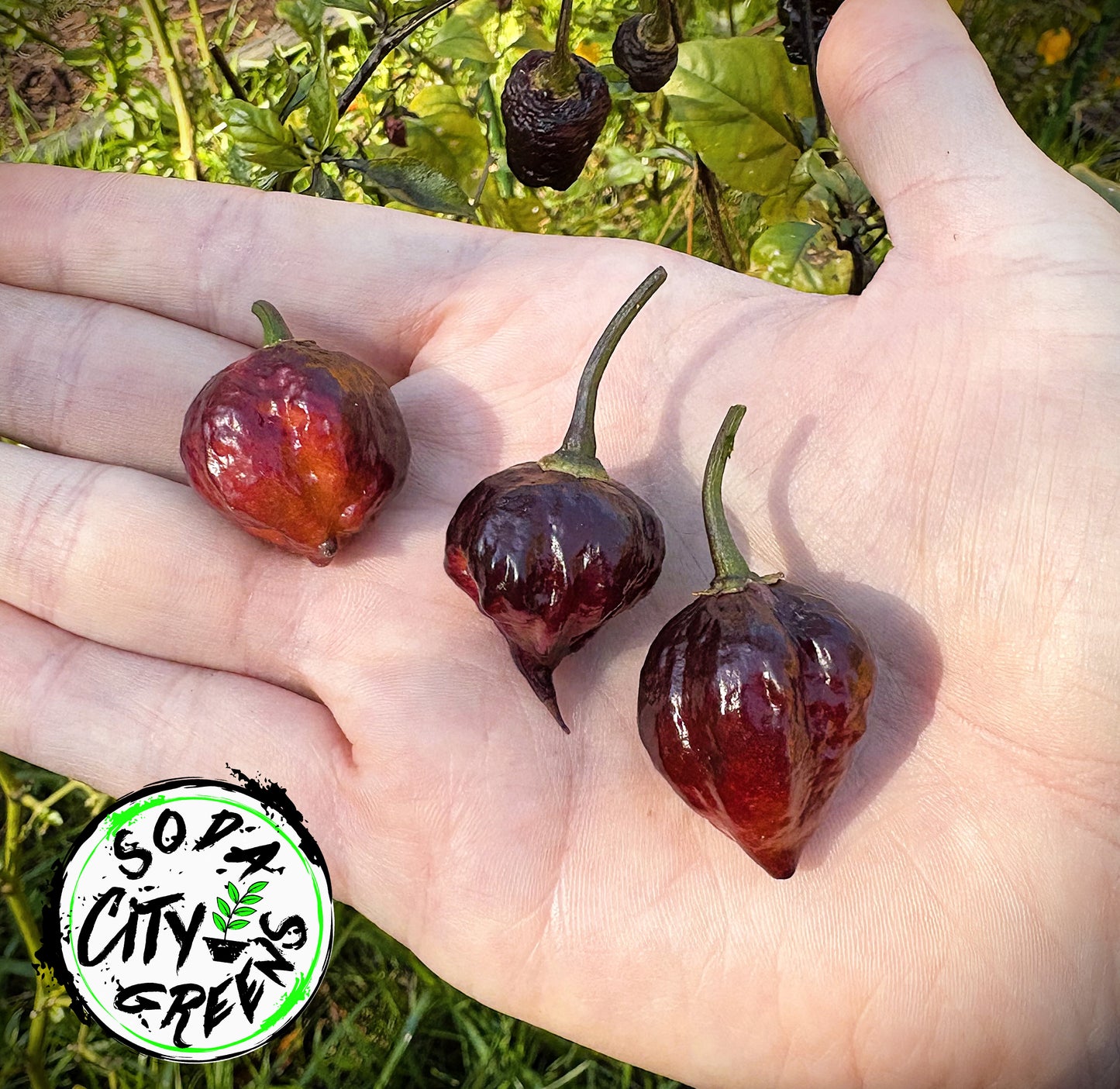 Bubblegum Purple 7 Pot BBG Pepper Seeds