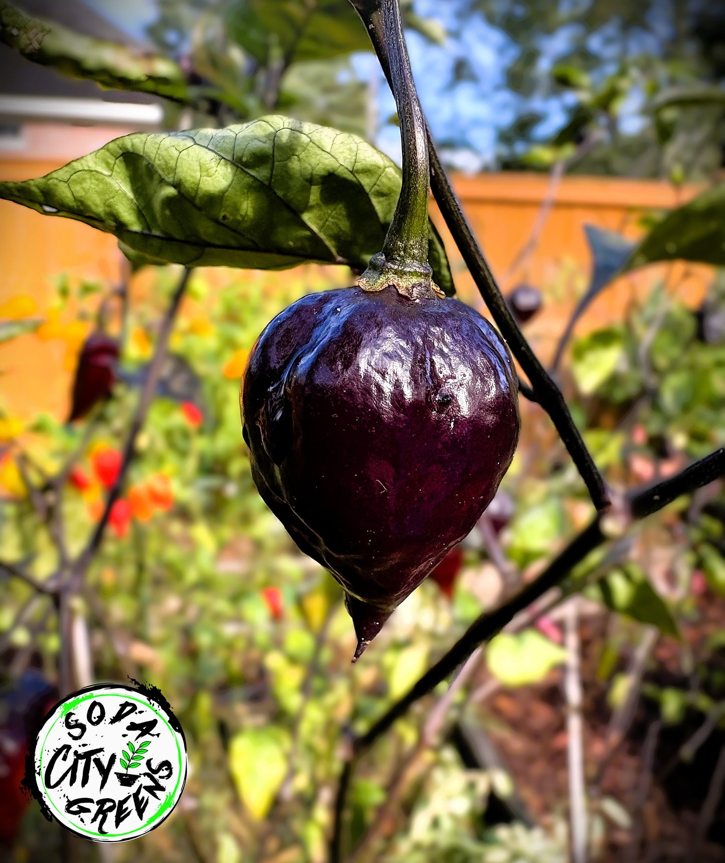 Bubblegum Purple 7 Pot BBG Pepper Seeds