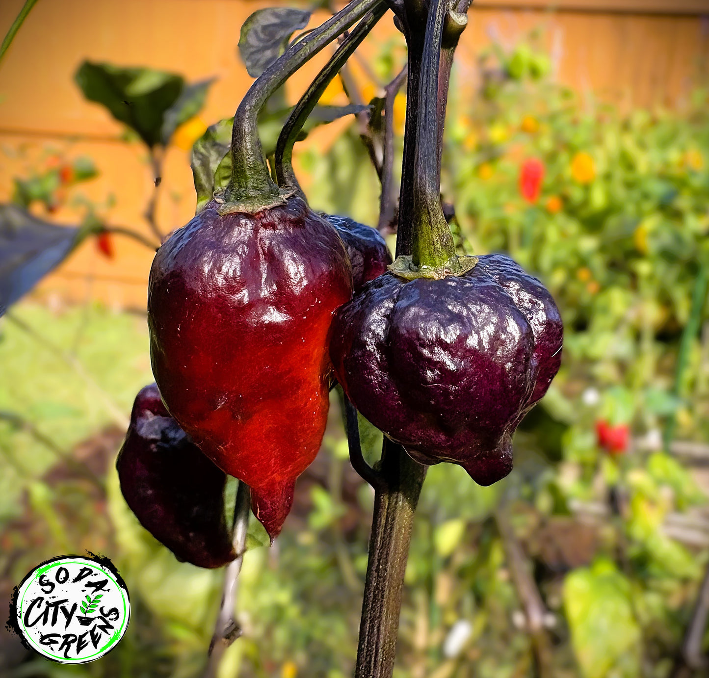 Bubblegum Purple 7 Pot BBG Pepper Seeds