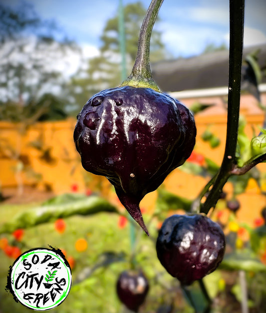 Bubblegum Purple 7 Pot BBG Pepper Seeds