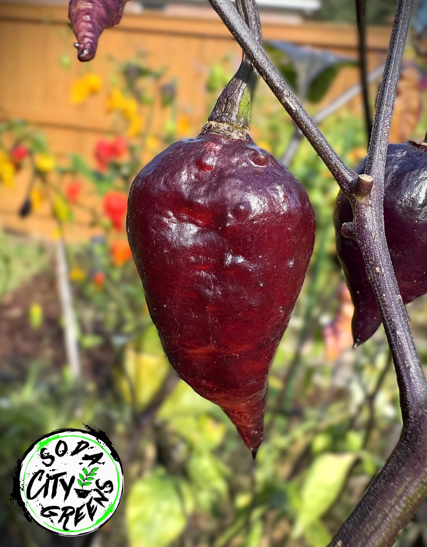 Bubblegum Purple 7 Pot BBG Pepper Seeds