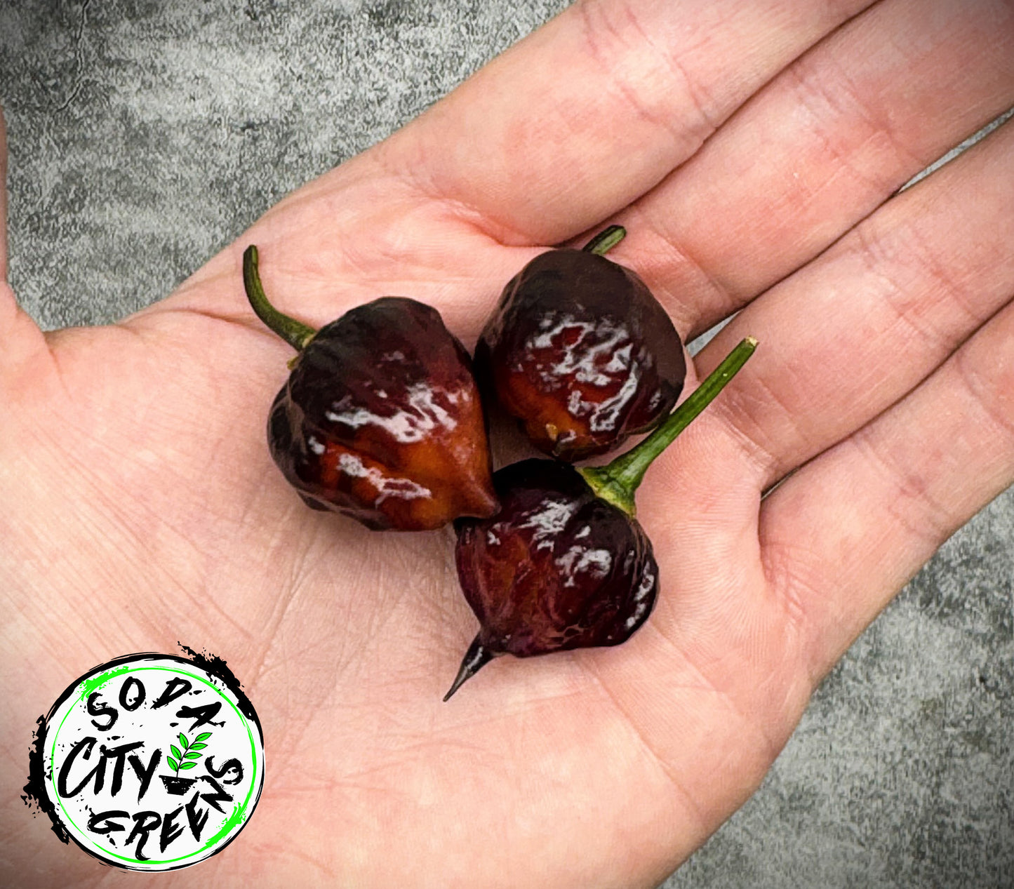 Bubblegum Purple 7 Pot BBG Pepper Seeds