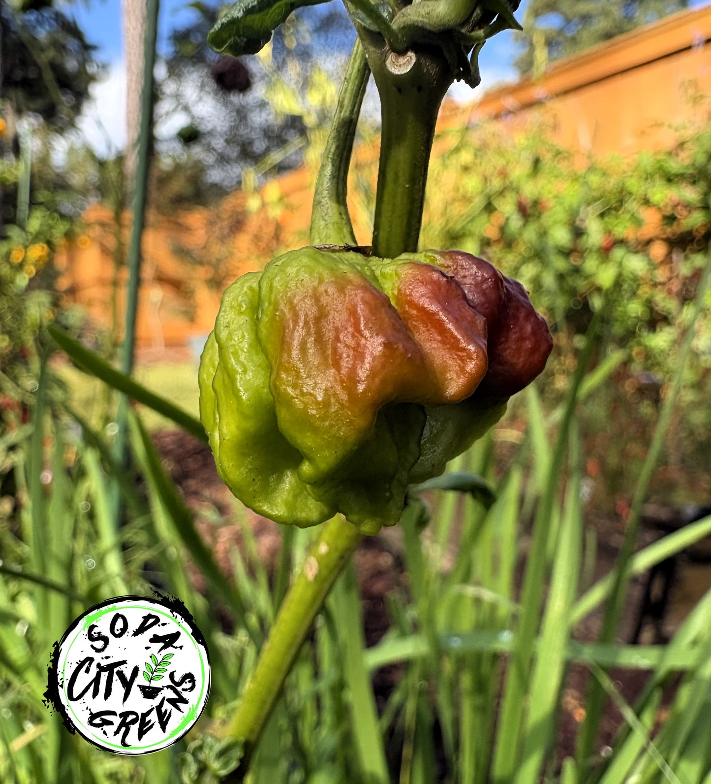 7 Pot Chocolate Primo Pepper Seeds