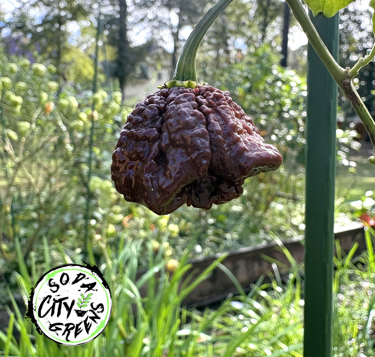 7 Pot Chocolate Primo Pepper Seeds