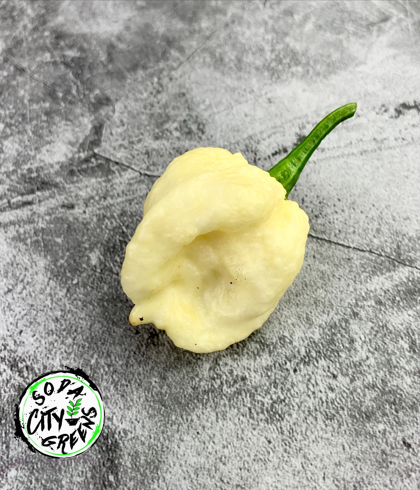 7 Pot White Pepper Seeds