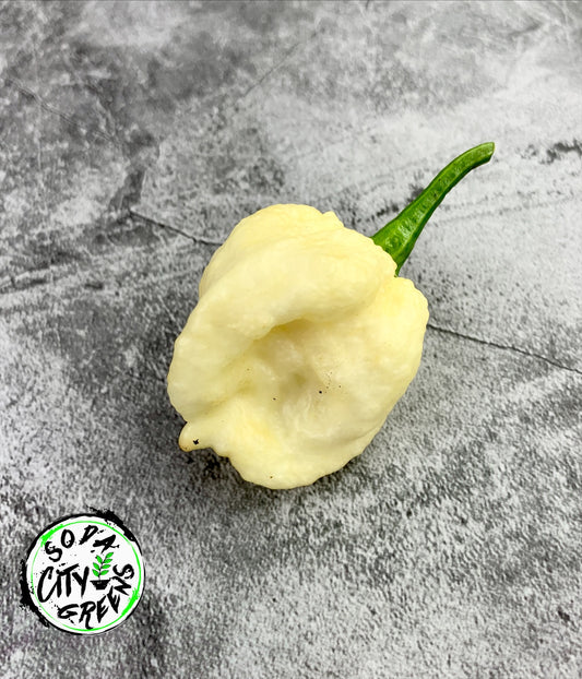 7 Pot White Pepper Seeds