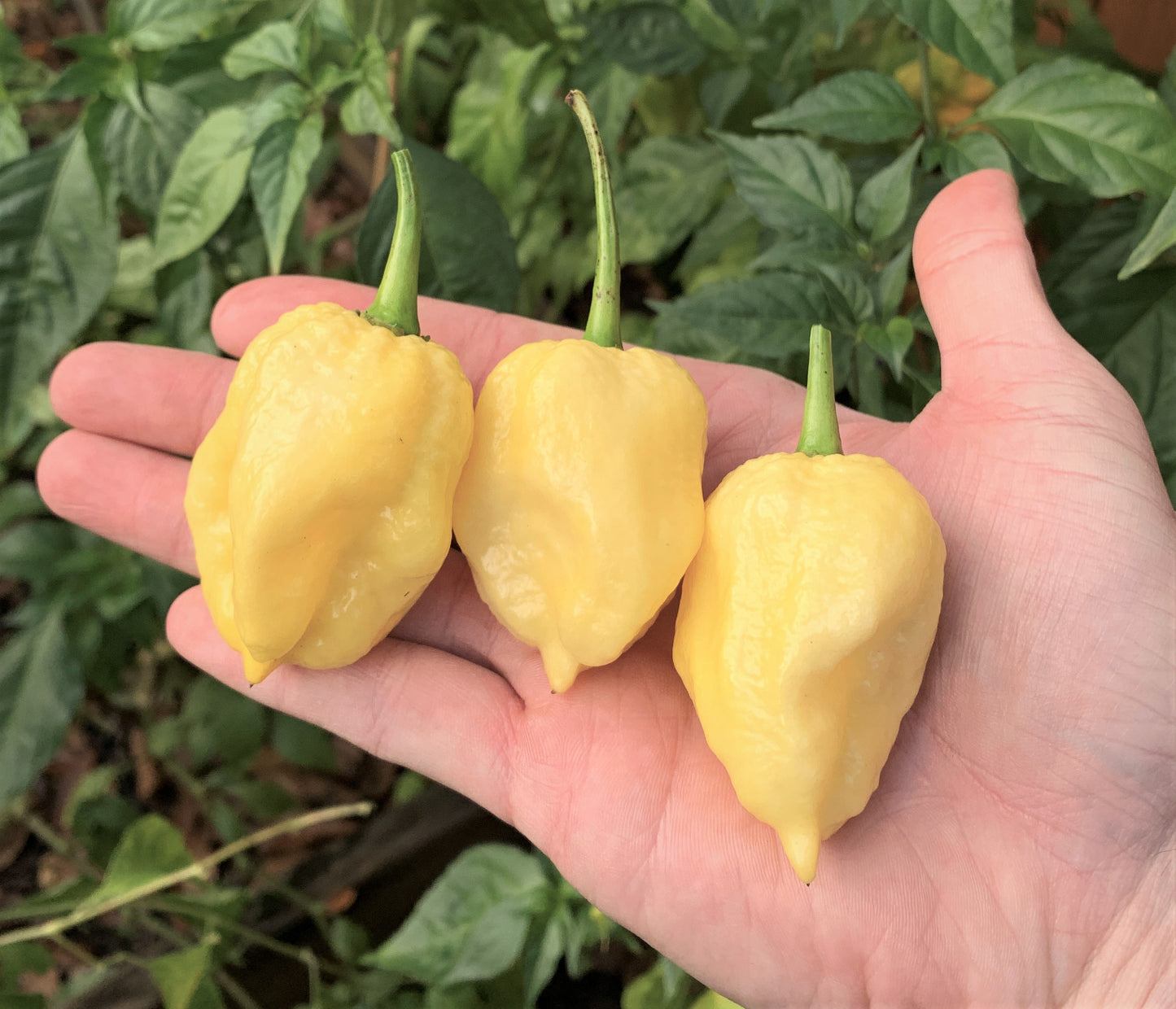 7 Pot White Pepper Seeds