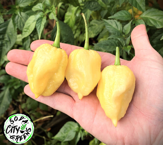Why Not Pepper Seeds