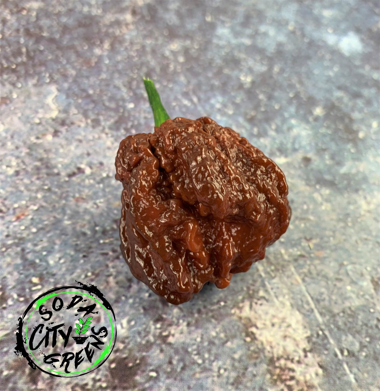 Chocolate Pepper Seed Variety Pack (You choose!)