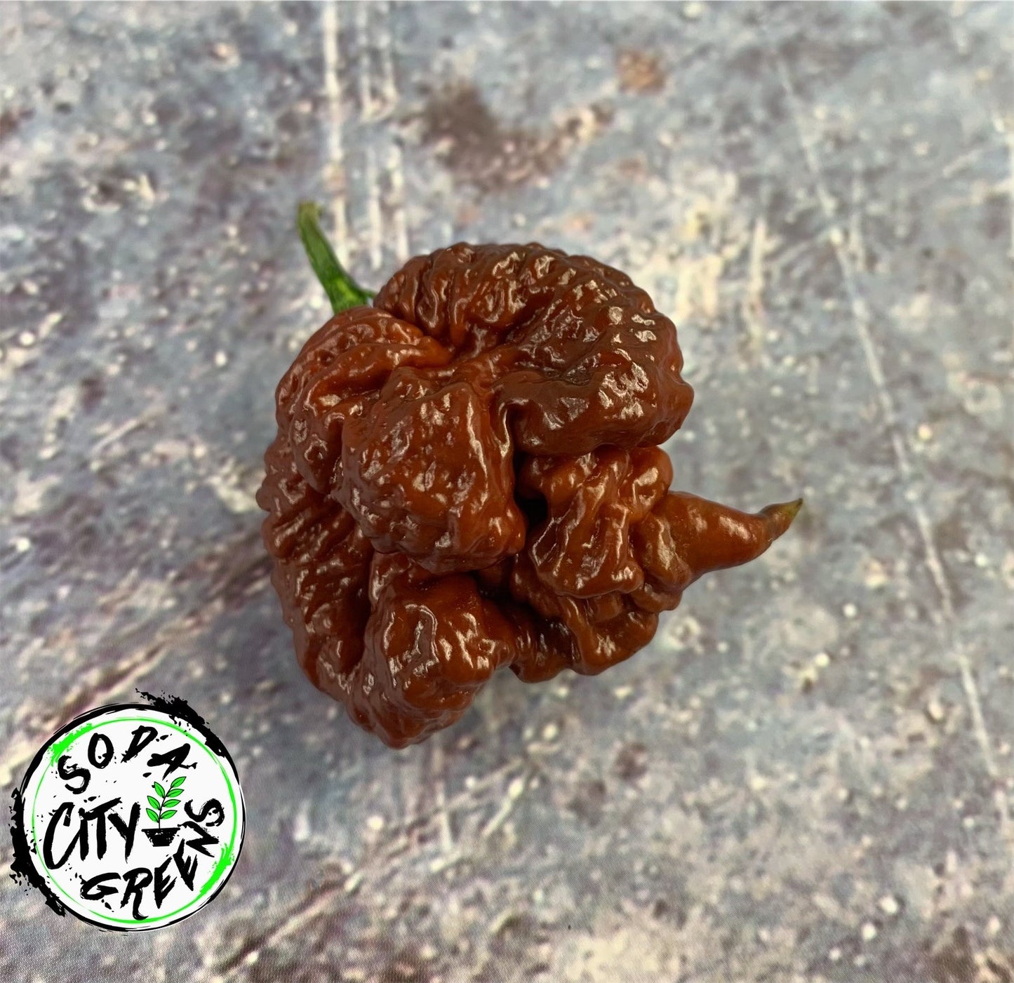 7 Pot Chocolate Primo Pepper Seeds