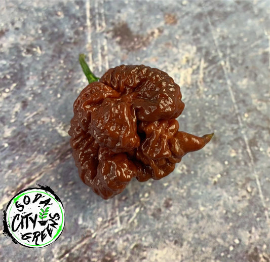 7 Pot Chocolate Primo Pepper Seeds