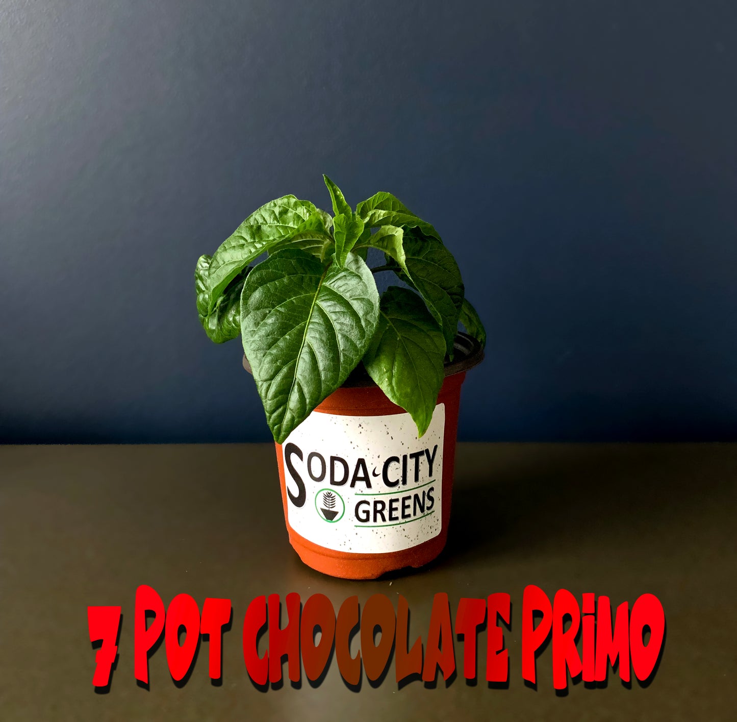 7 Pot Chocolate Primo Pepper Seeds