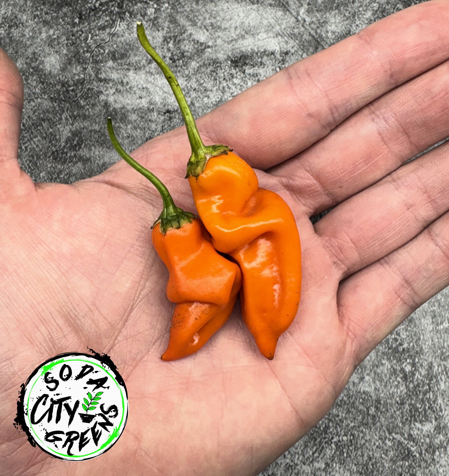 Aji Amarillo Peruvian Pepper Seeds