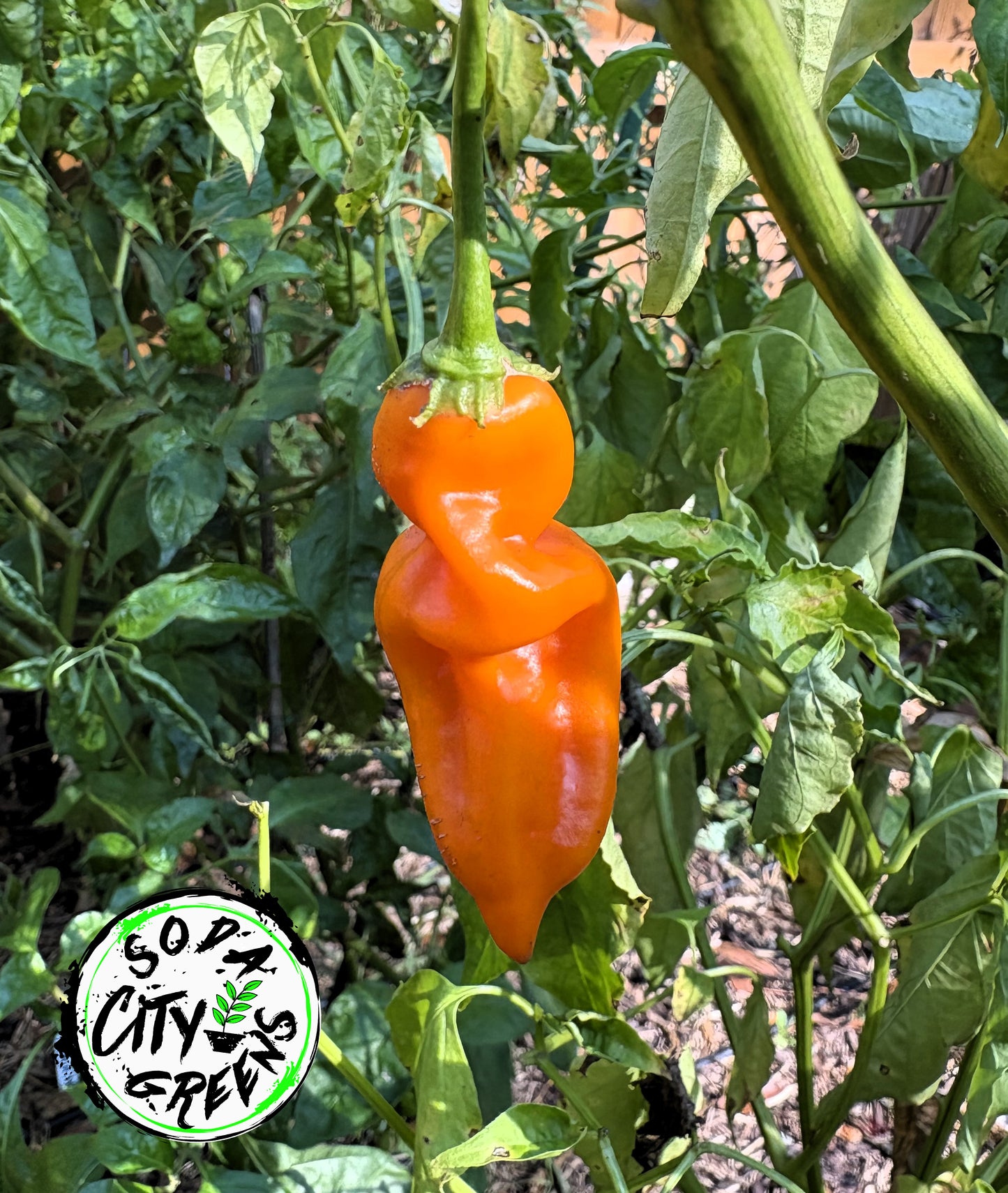 Aji Amarillo Peruvian Pepper Seeds