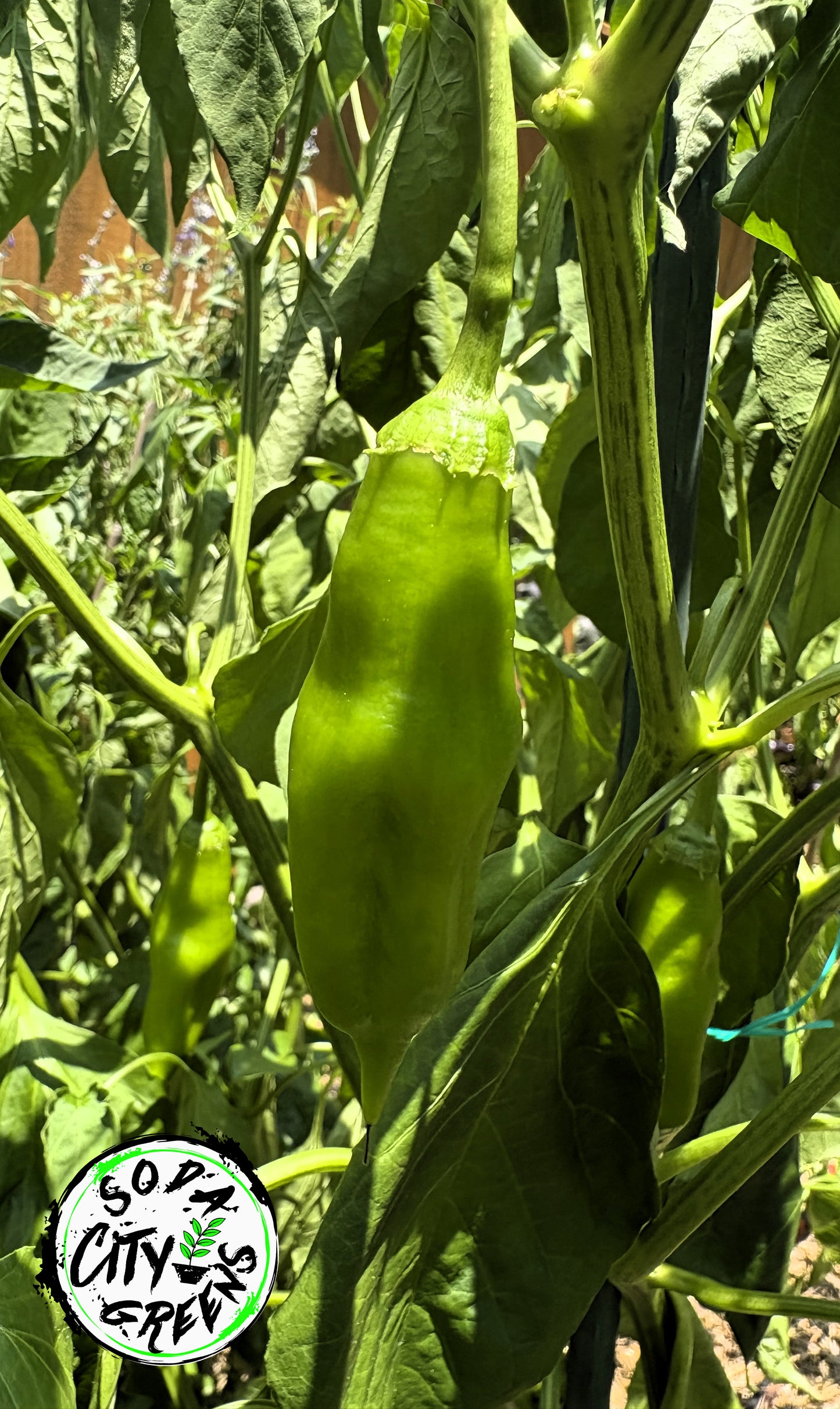 Aji Amarillo Peruvian Pepper Seeds
