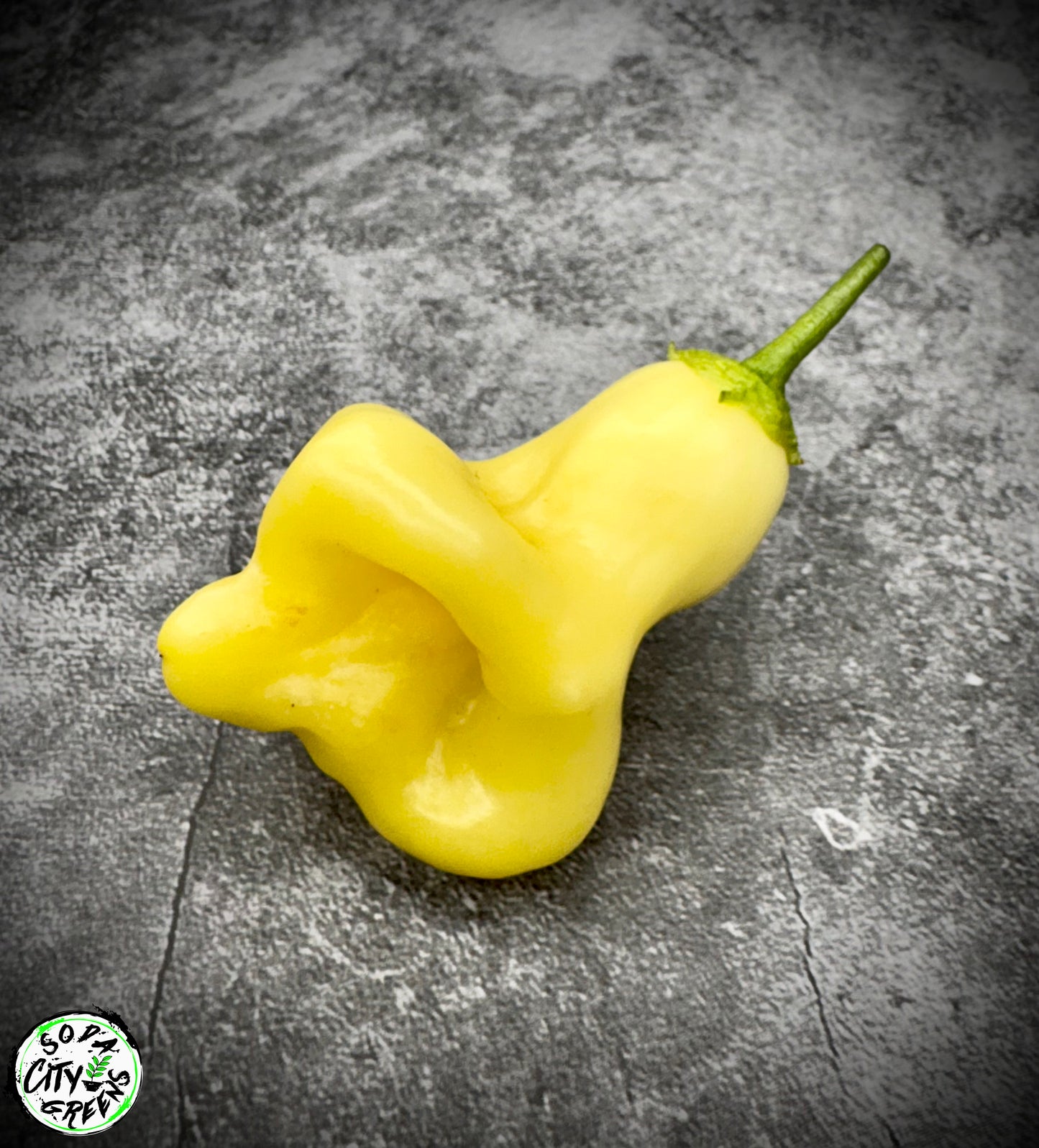 Aji Fantasy White Pepper Seeds