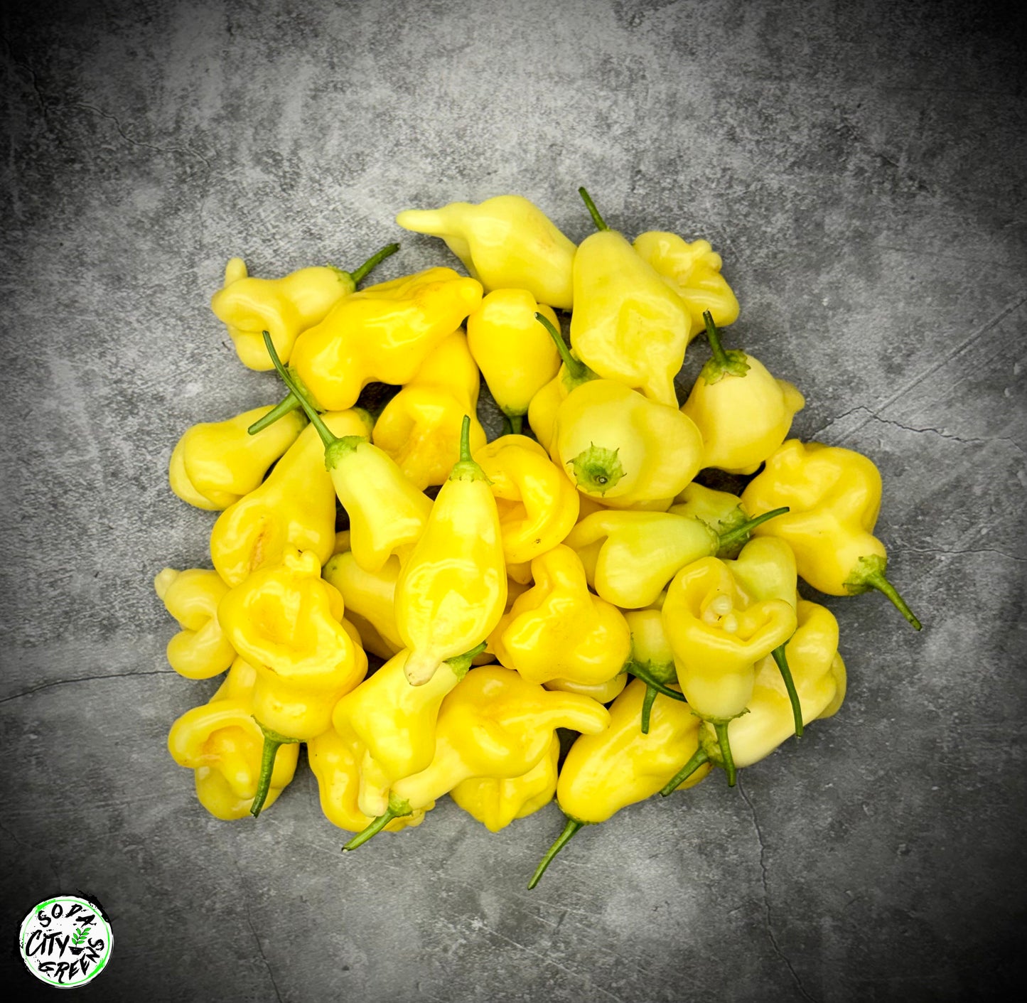 Aji Fantasy White Pepper Seeds