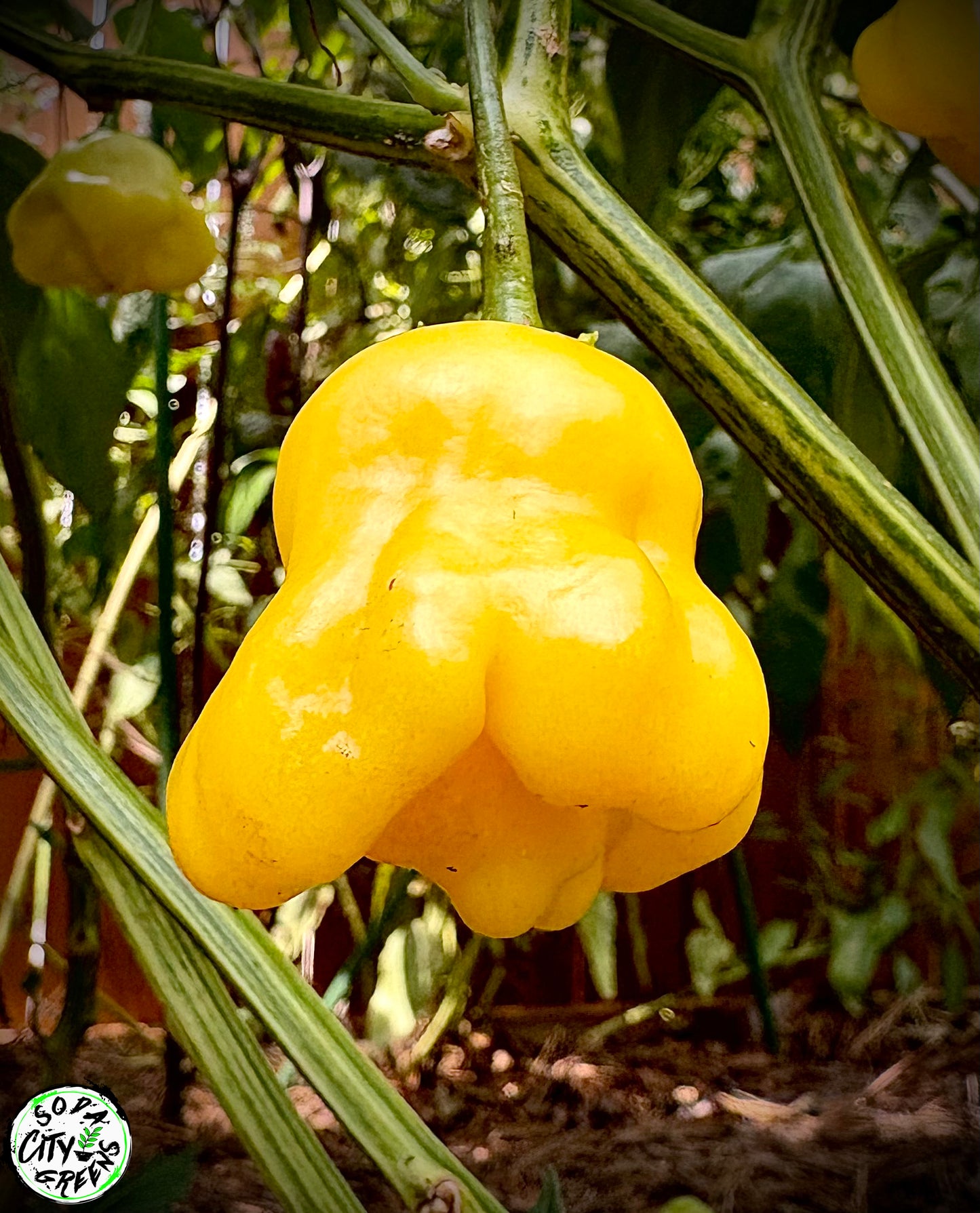 Aji Fantasy White Pepper Seeds
