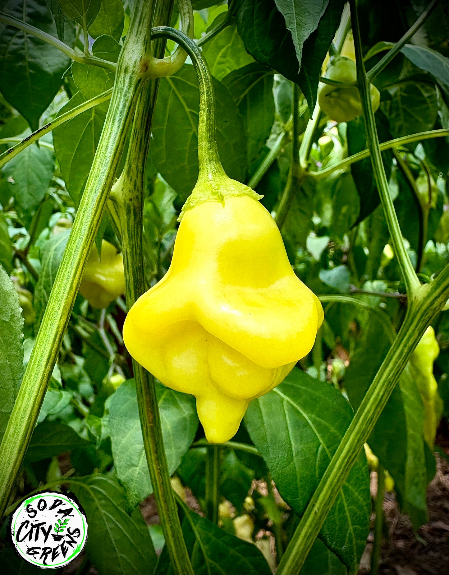 Aji Fantasy White Pepper Seeds