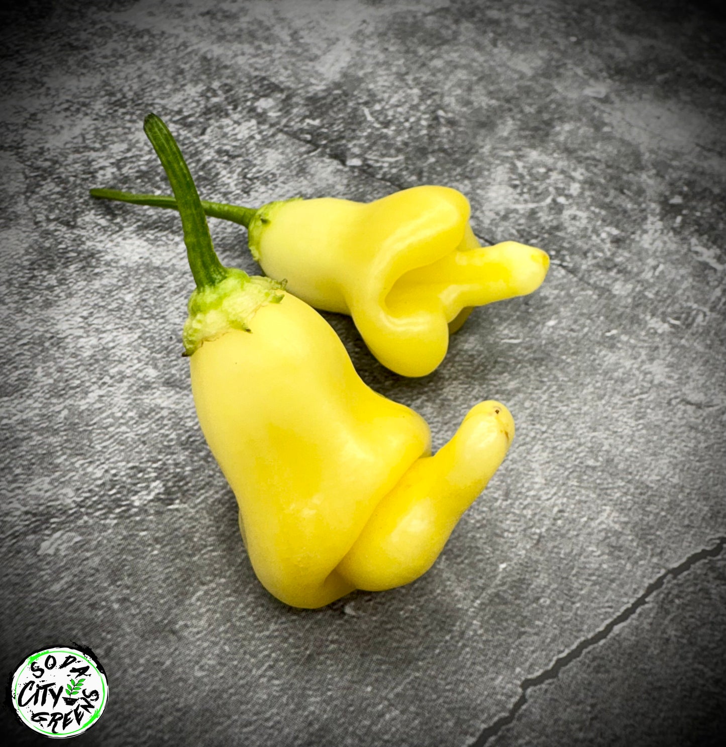 Aji Fantasy White Pepper Seeds