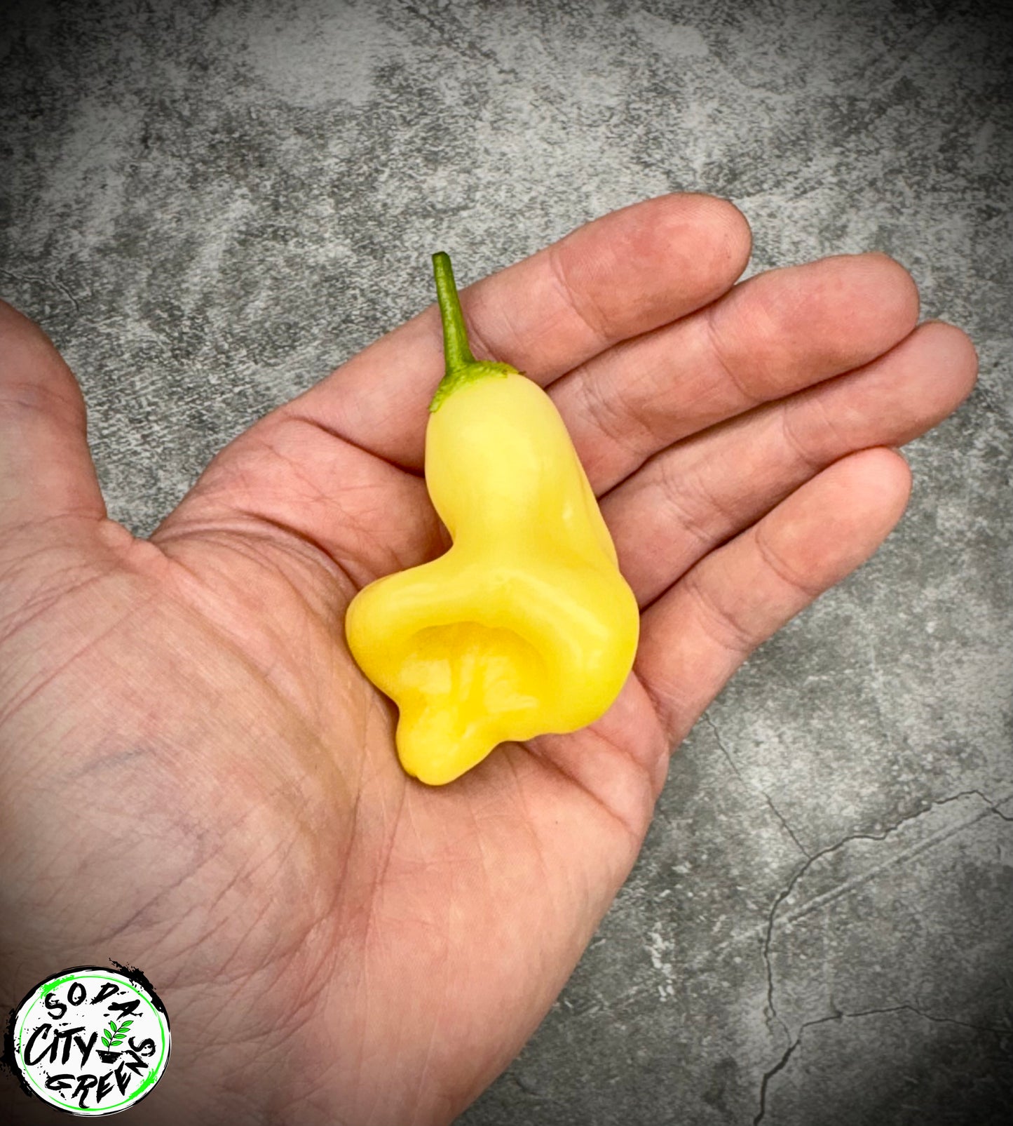 Aji Fantasy White Pepper Seeds