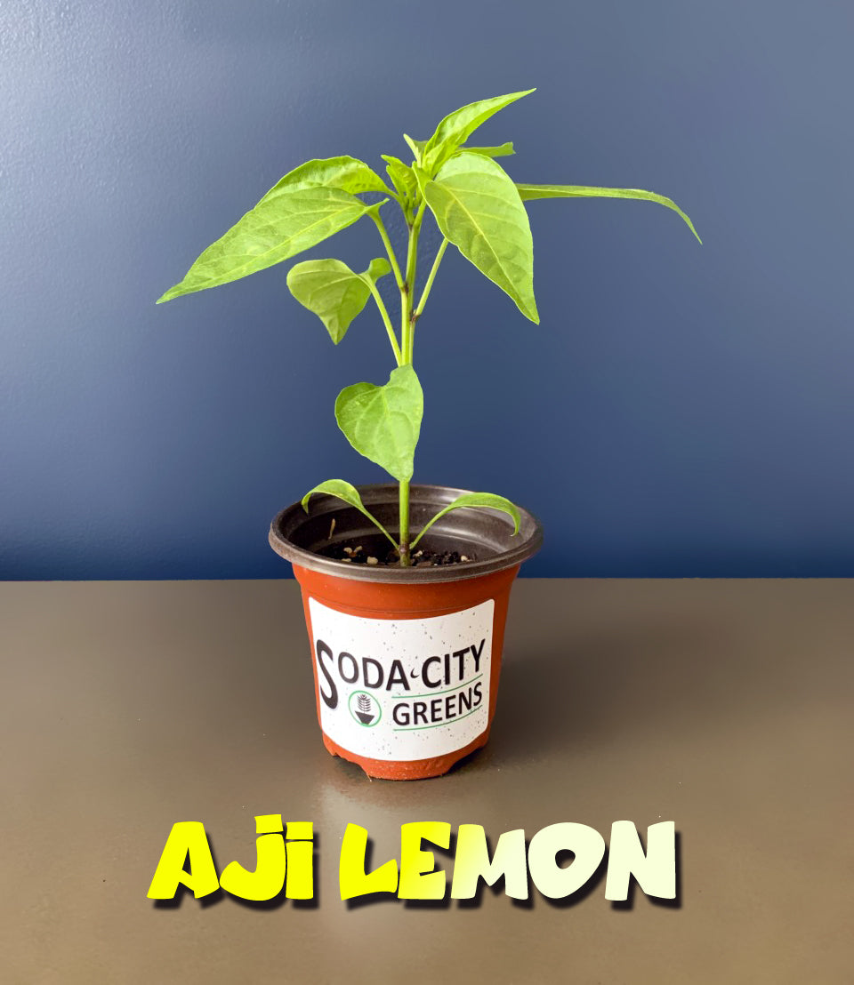 Aji Lemon Pepper Seeds