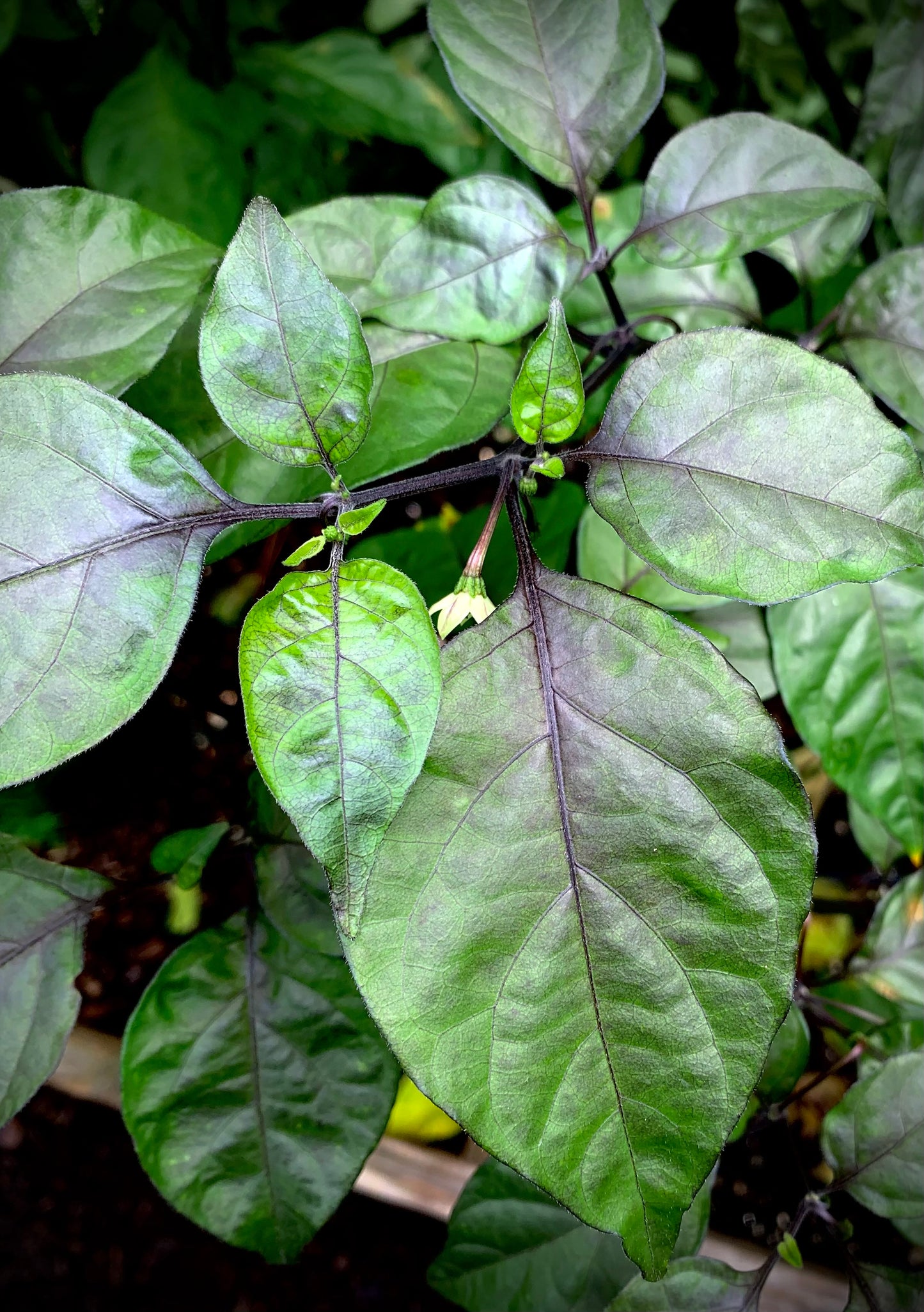 Andy's King BOC Pepper Seeds