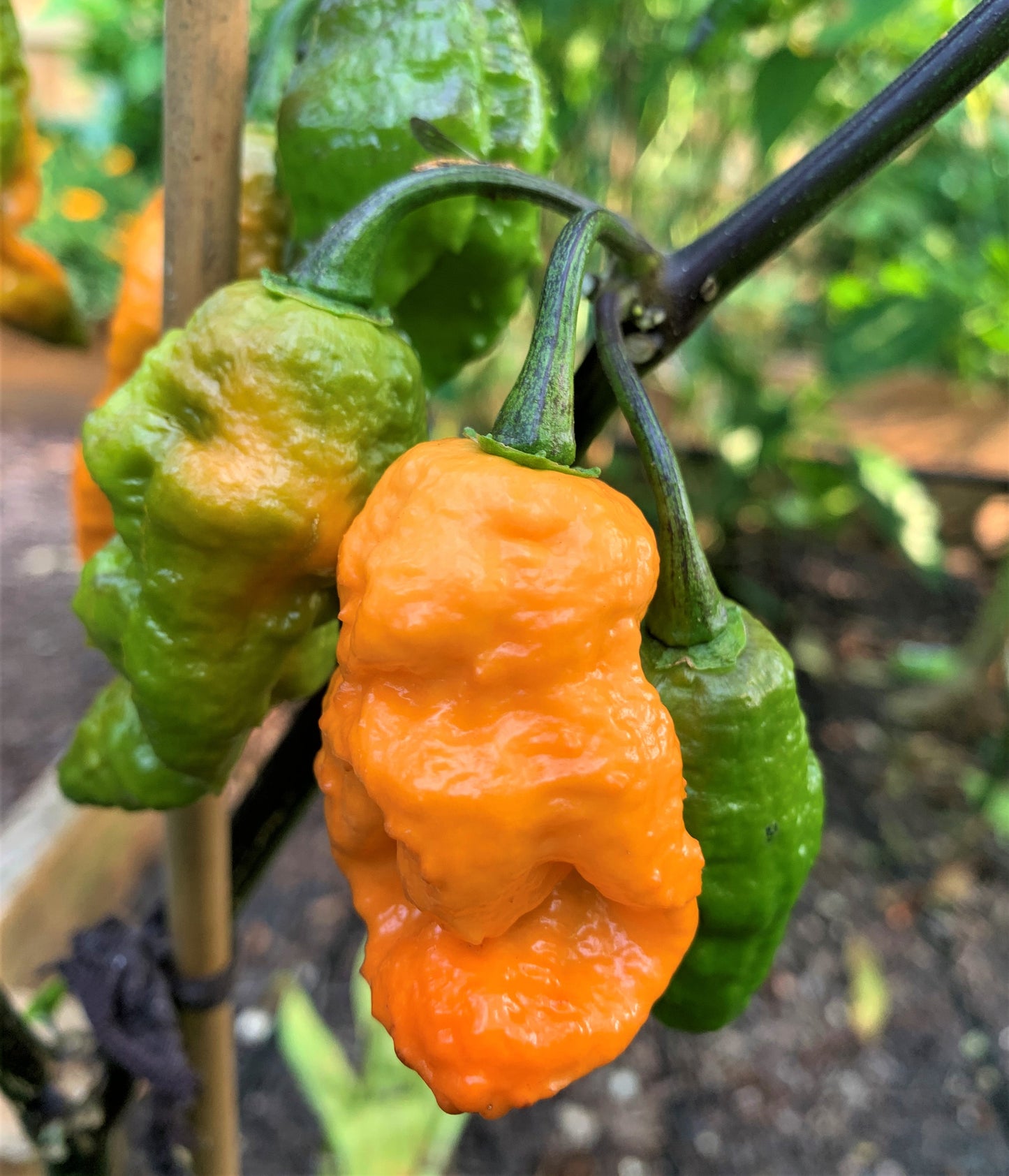 Andy's King BOC Pepper Seeds