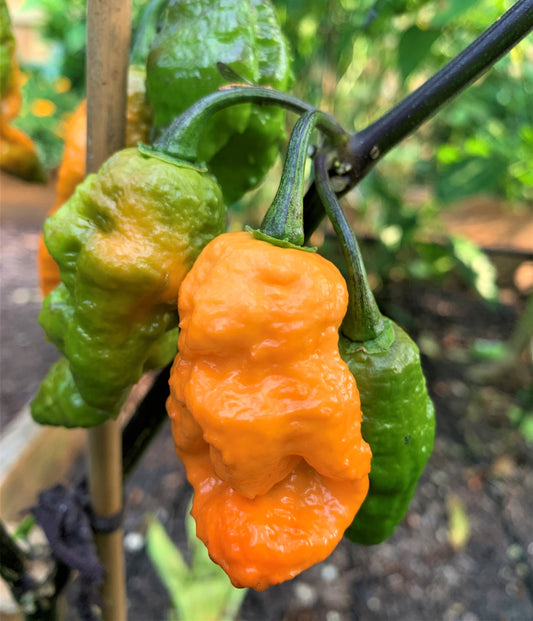 Andy's King BOC Pepper Seeds