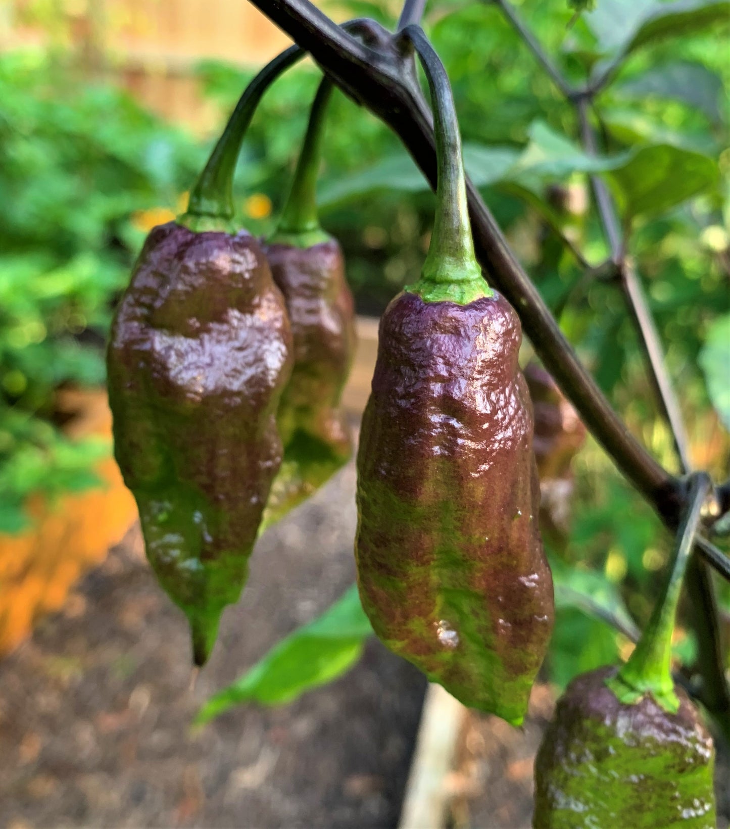 Orange Ghost Pepper Seeds