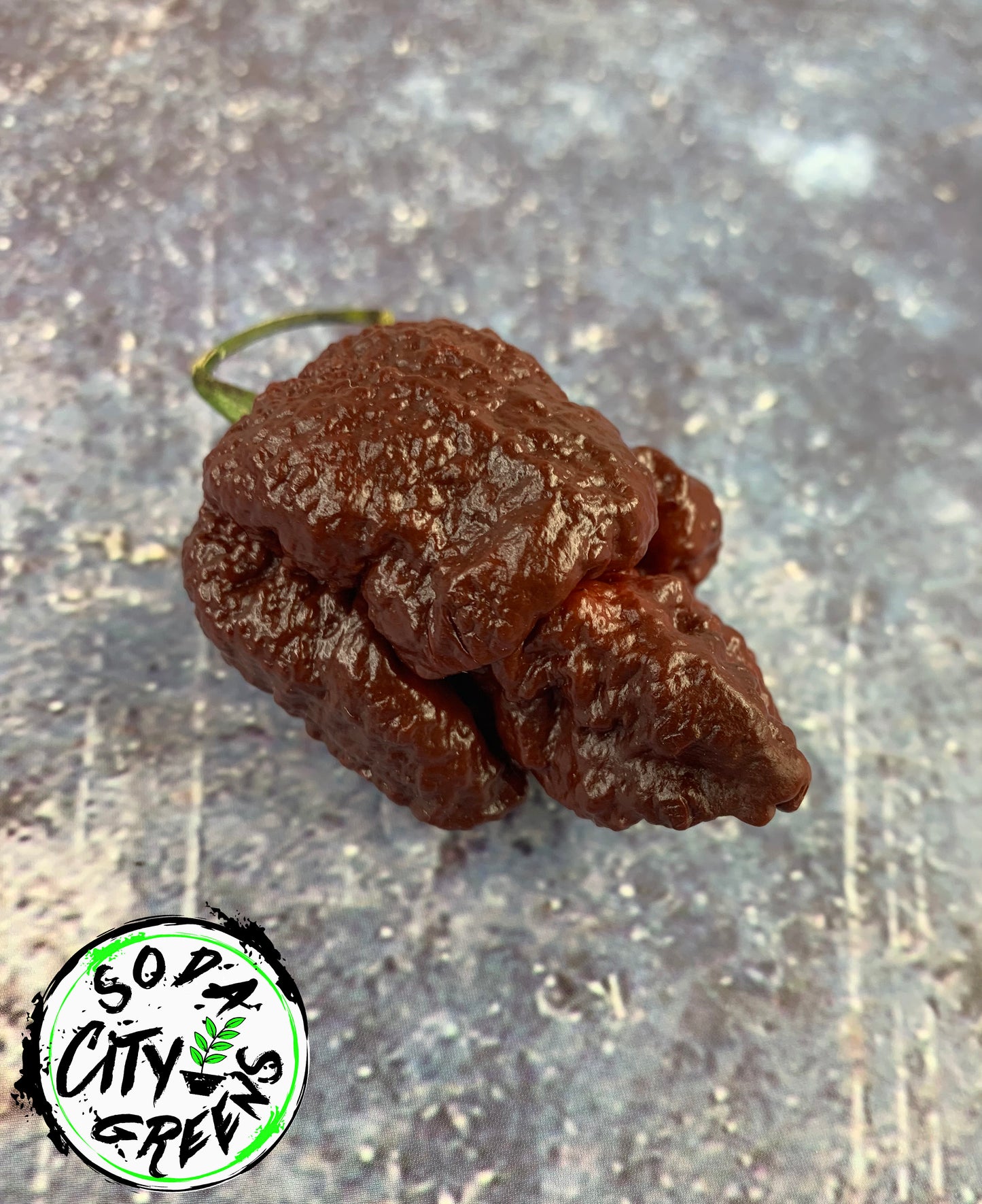 Chocolate Pepper Seed Variety Pack (You choose!)