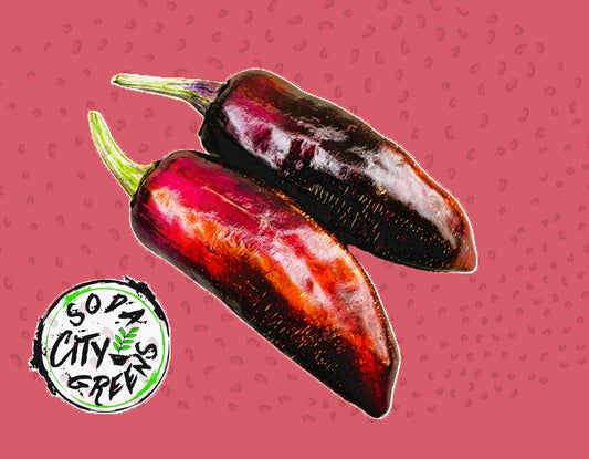Bad Phish Variegated Pepper Seeds