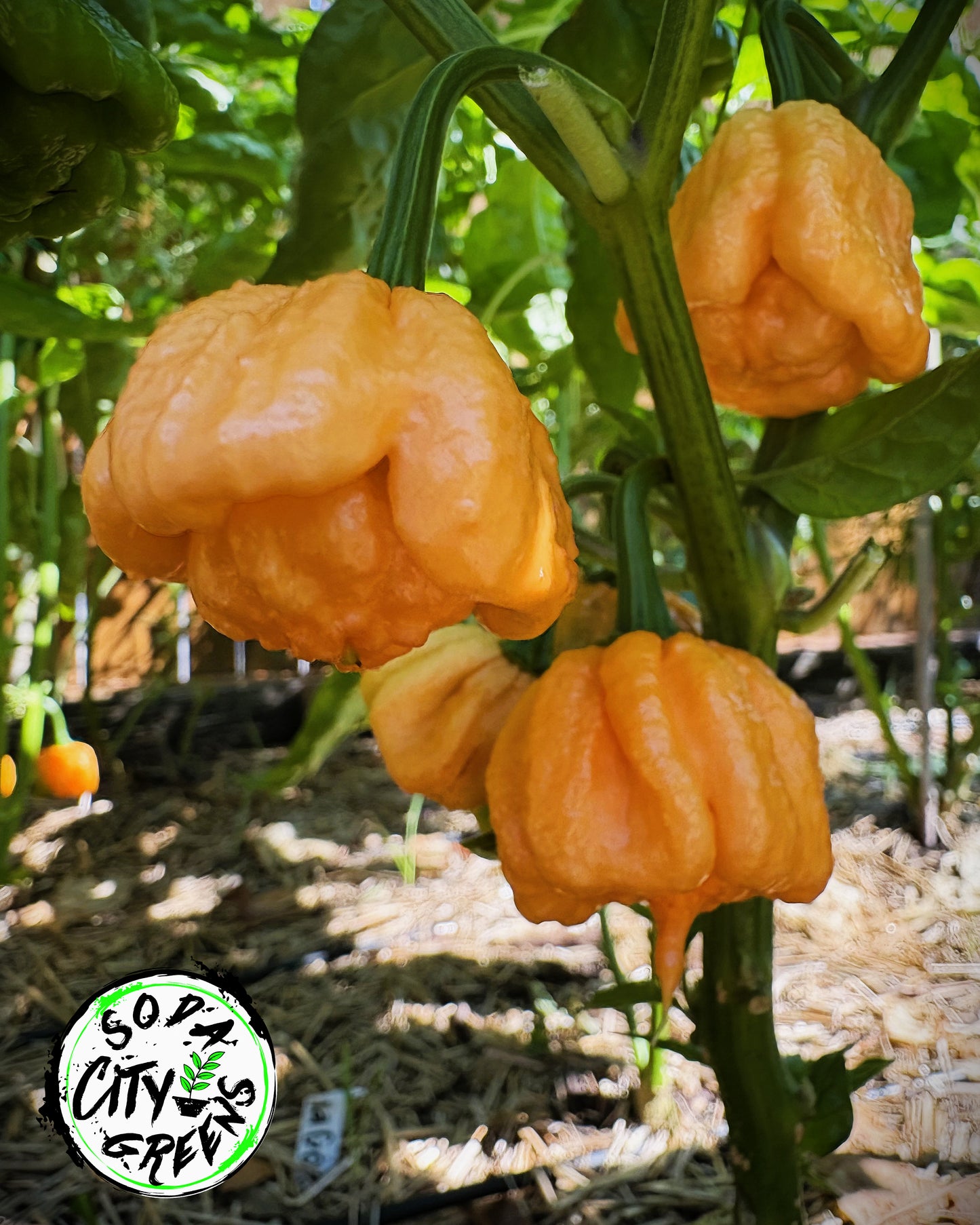 Bahamian Goat Pepper Seeds