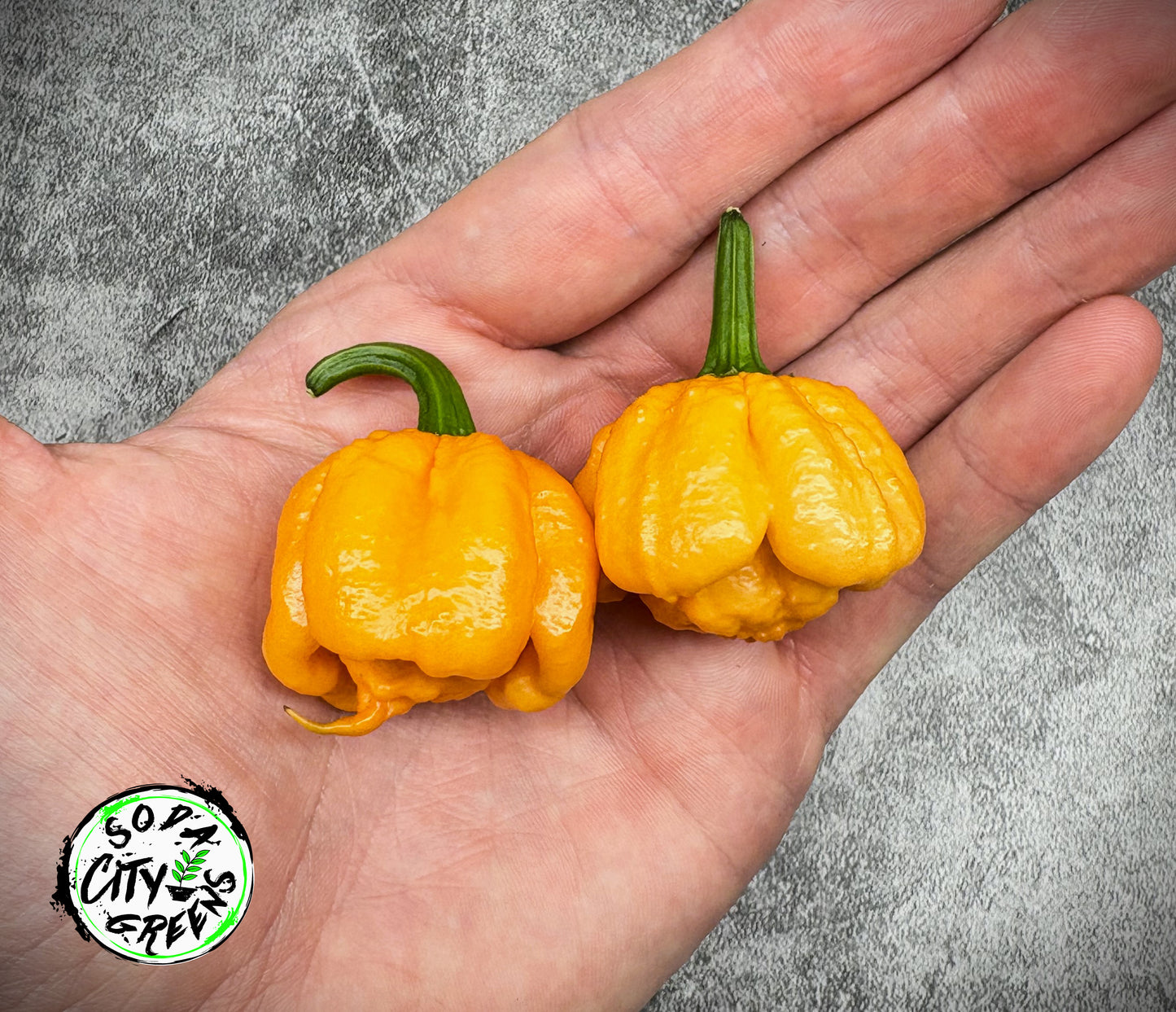 Bahamian Goat Pepper Seeds