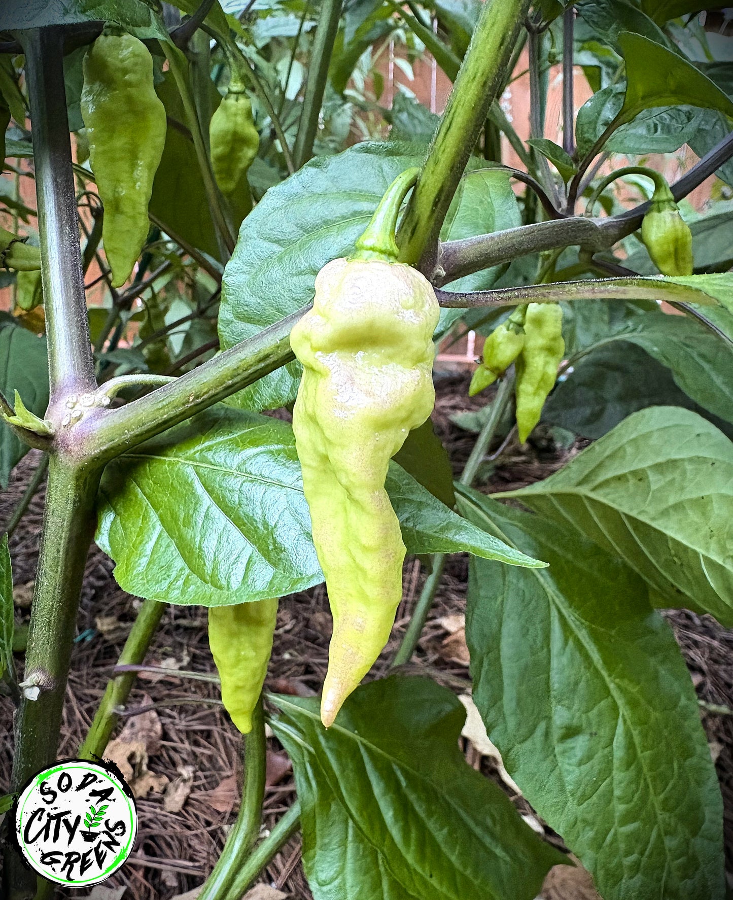 Bear Tooth White Pepper Seeds