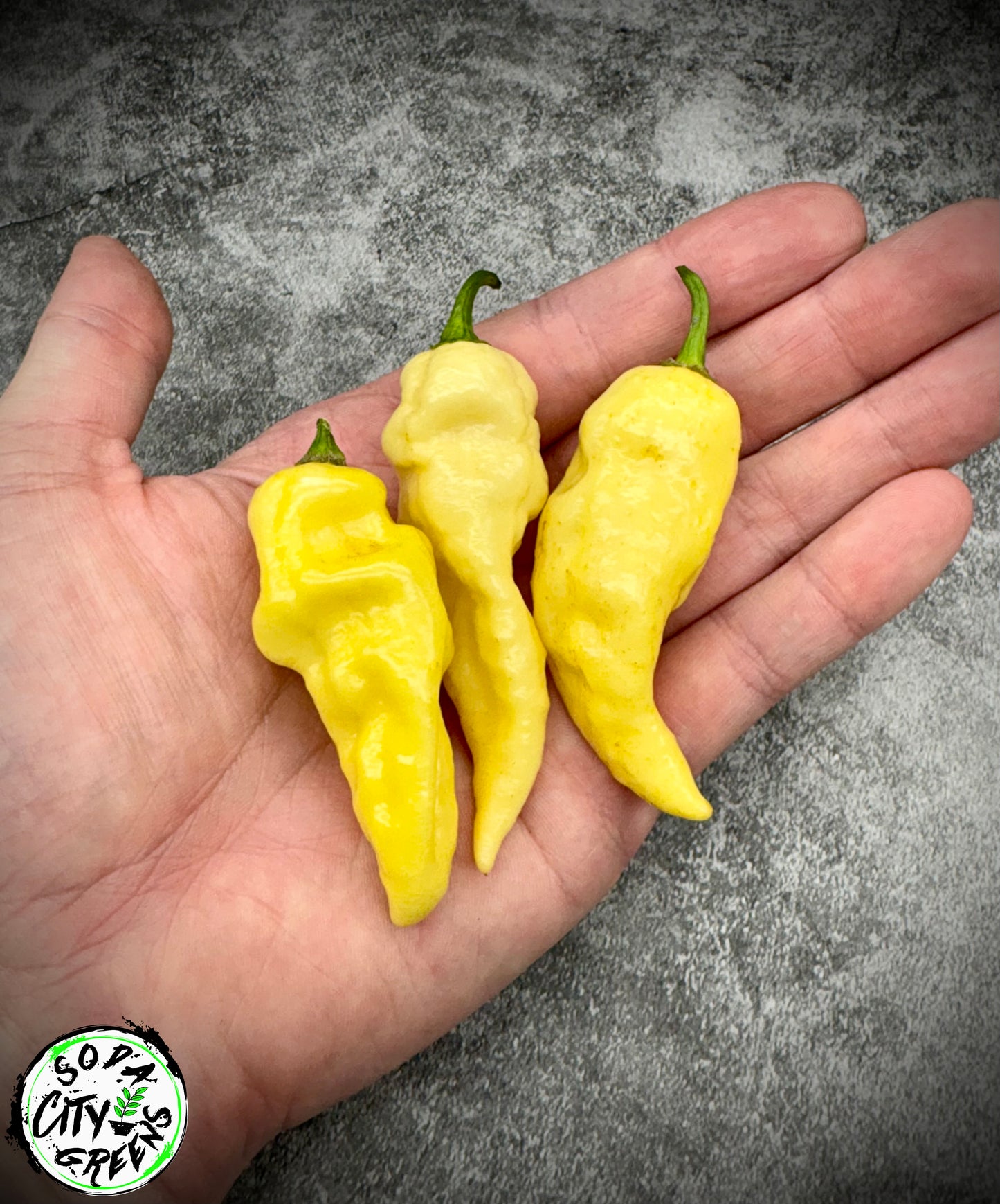 Bear Tooth White Pepper Seeds