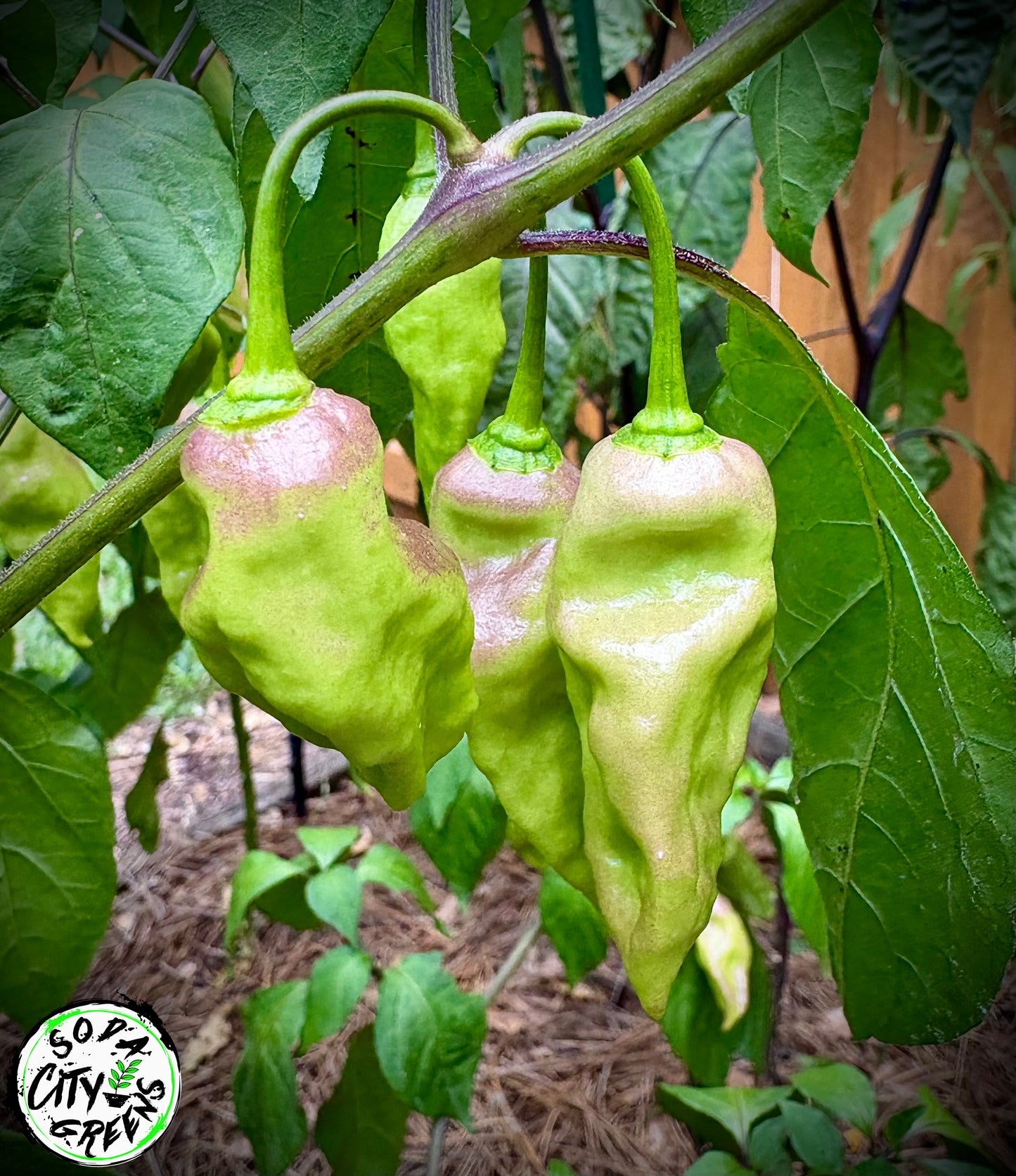 Bear Tooth White Pepper Seeds