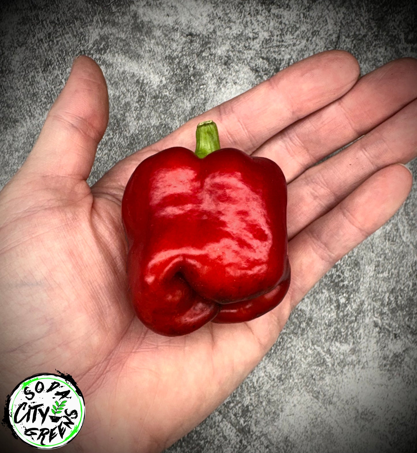 Blood Bell Pepper Seed- Sinister Pepper Series