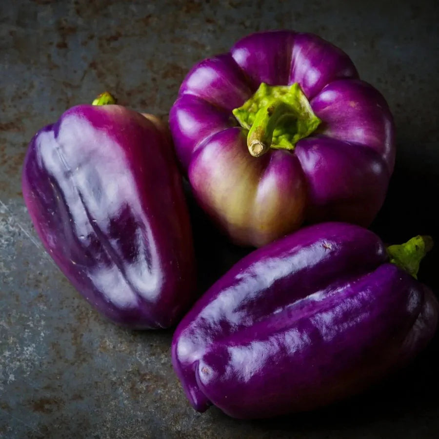 Purple Pepper Seed Variety Pack (You choose!)