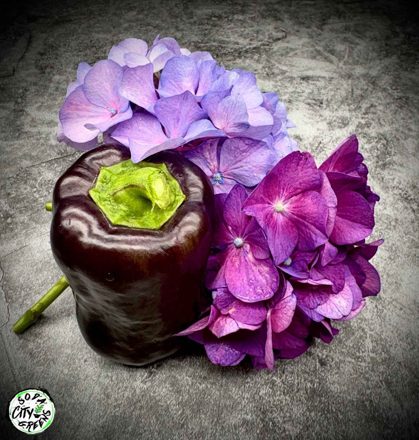 Purple Beauty Bell Pepper Seeds