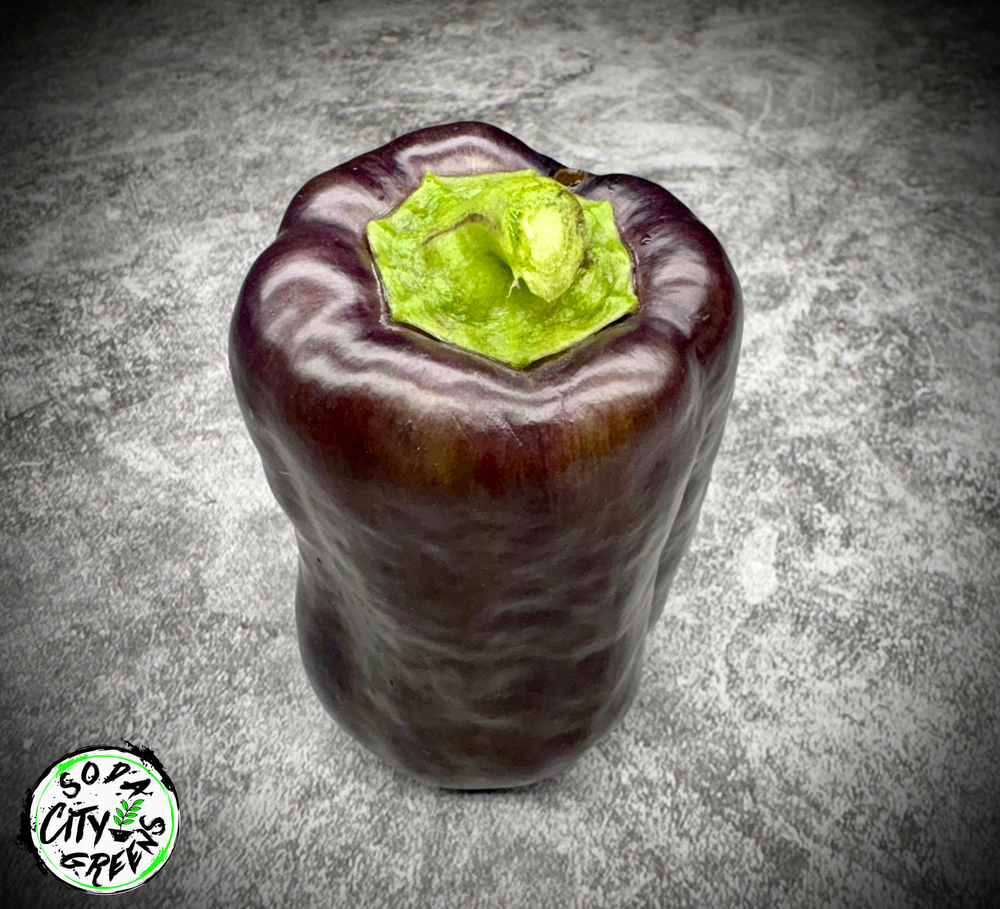 Purple Beauty Bell Pepper Seeds