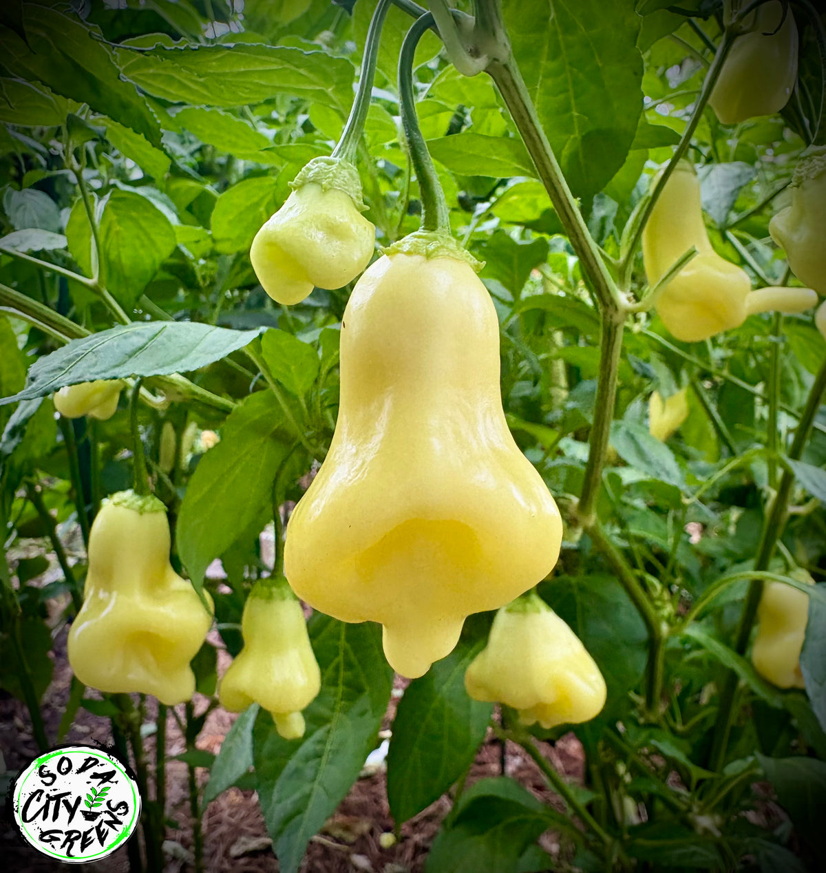 White Bell Stripey Pepper Seeds