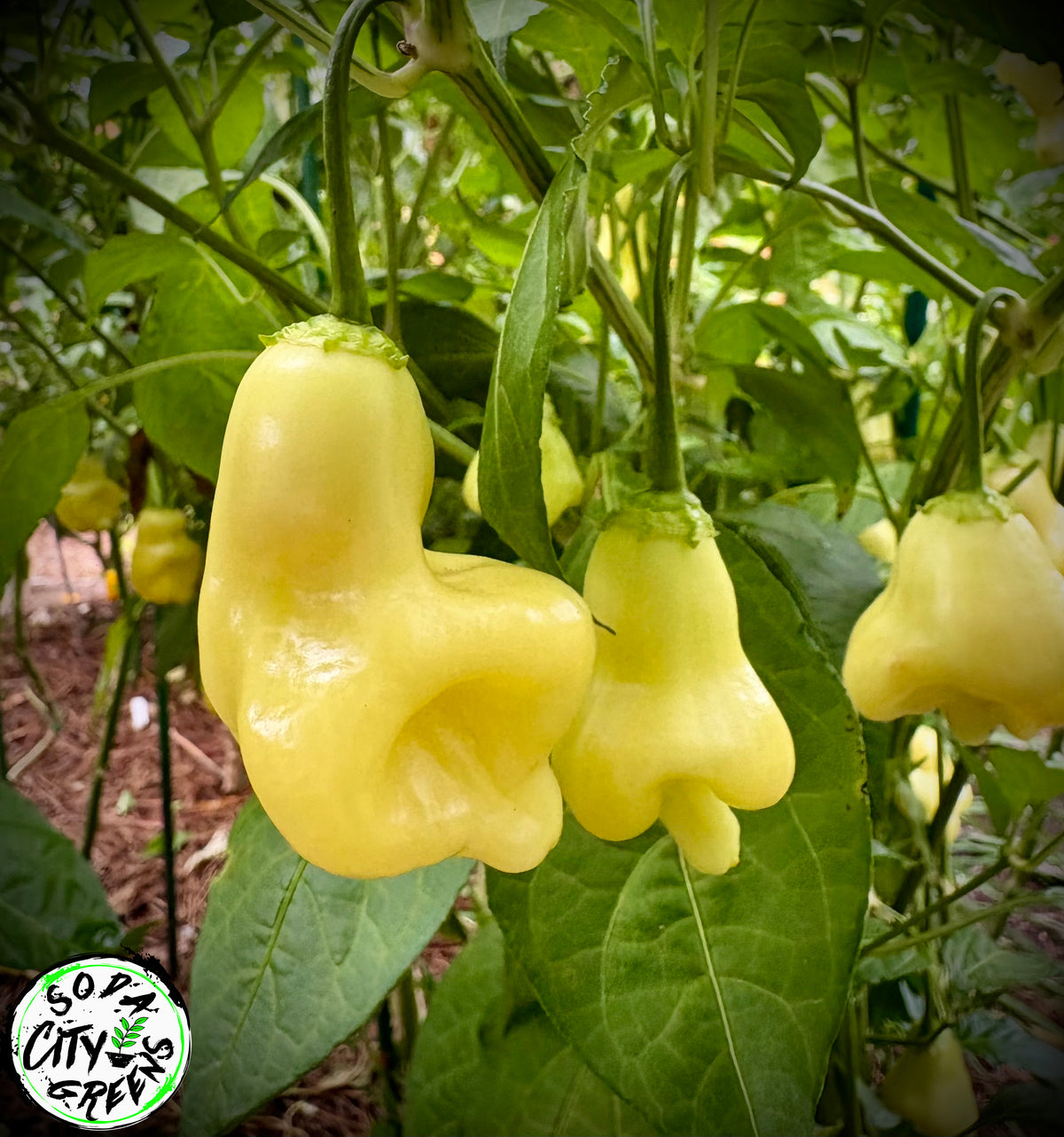 White Bell Stripey Pepper Seeds