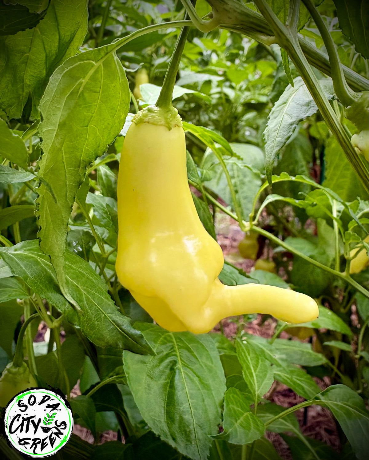 White Bell Stripey Pepper Seeds
