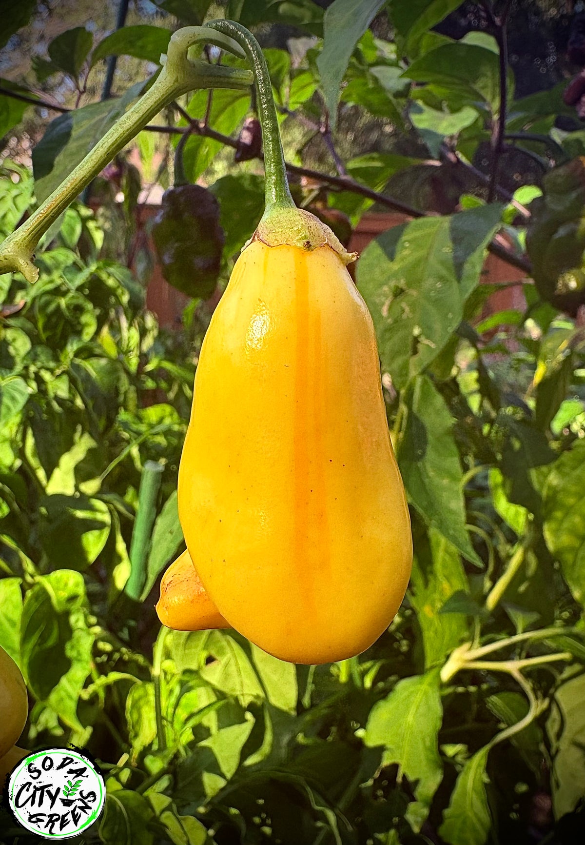 White Bell Stripey Pepper Seeds